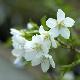 Prunus incisa 'Fujiyama'