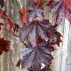 Acer platanoides 'Faassen's Black'