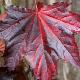Acer platanoides 'Faassen's Black'