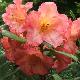 Rhododendron Florian