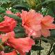 Rhododendron Old Copper