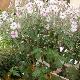 G�ranium de Mad�re � fleurs blanches