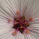 G�ranium de Mad�re � fleurs blanches