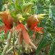 Melianthus comosus