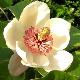 Magnolia wieseneri