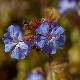Plumbago arbustif