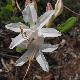 Rhododendron atlanticum