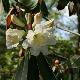 Rhododendron decorum