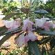 Rhododendron insigne