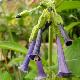 Iochroma � Fleurs pourpres