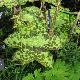 Podophylum  Spotty Dotty