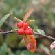 Cotoneaster franchetii