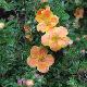 Potentilla Fruticosa 'Hopley's Orange'