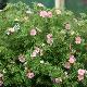 Potentille Lovely Pink 