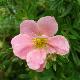 Potentille Lovely Pink 