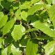 Betula pubescens