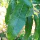 Quercus acutissima