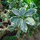 Pittosporum tobira panach�