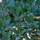 Phillyrea latifolia