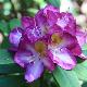 Rhododendron 'Blue Bell'