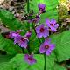 Primula japonica