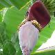 Musa acuminata