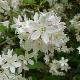 Deutzia rosea 
