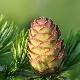 Larix marschlinsii