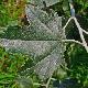 Populus alba
