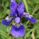 Iris sanguinea