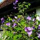 Abutilon � feuilles de vigne