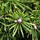 Pinus mugo 'Benjamin'