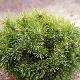 Pinus mugo 'Benjamin'