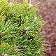 Pinus mugo 'Benjamin'