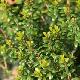 Myrtus communis 'Tarentina'