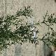 Colletia cruciata
