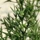 Colletia cruciata