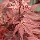 Acer palmatum '�-kagami'