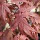 Acer palmatum '�-kagami'