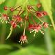 Acer palmatum 'Omurayama'