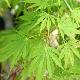 Acer palmatum 'Omurayama'