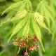 Acer palmatum 'Omurayama'