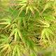 Acer palmatum 'Kamagata'