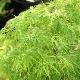 Acer palmatum 'Ellen'