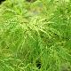 Acer palmatum 'Ellen'