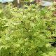 Acer palmatum 'Berry Broom'