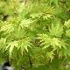 Acer palmatum 'Berry Broom'