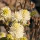 Fothergilla Blue Shadow