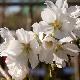 Cerisier � fleurs Hakusan-hata-zakura