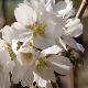 Cerisier � fleurs Hakusan-hata-zakura